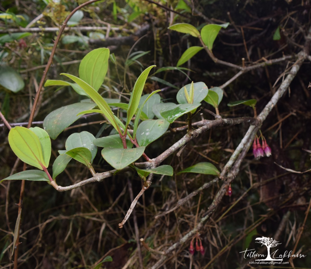 Medinilla fuchsioides Gardner